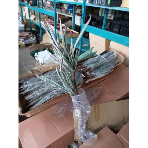 Siertakken agave 10 stuks
