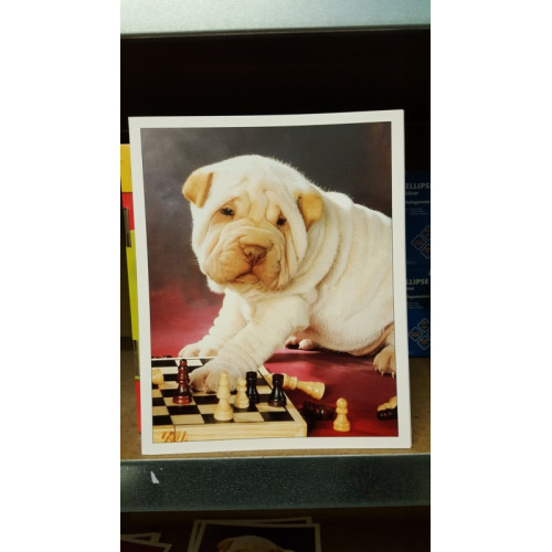 Dikke poster kaart 7 stuks   model : witte hond