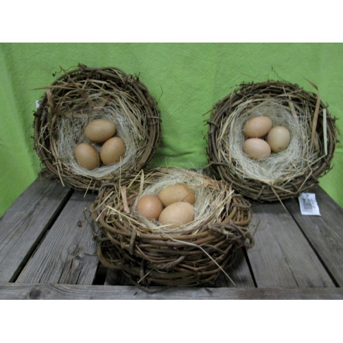 Wilgen tak nest met 3 echte bruine eieren, 3 stuks