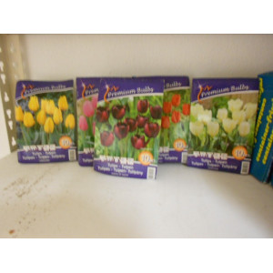 5 dozen a 10 tulpenbollen div kleuren