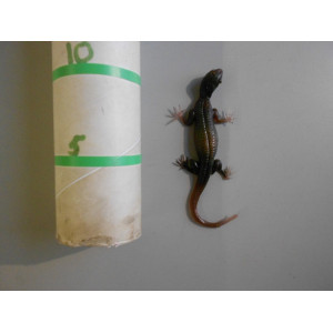 20 rubber salamanders