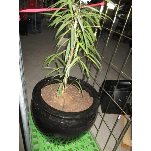 Grote plantenbak dia 60 cm met plant