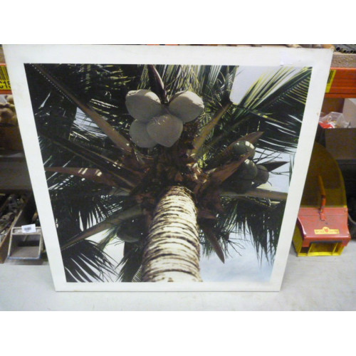 Afbeelding Palmboom